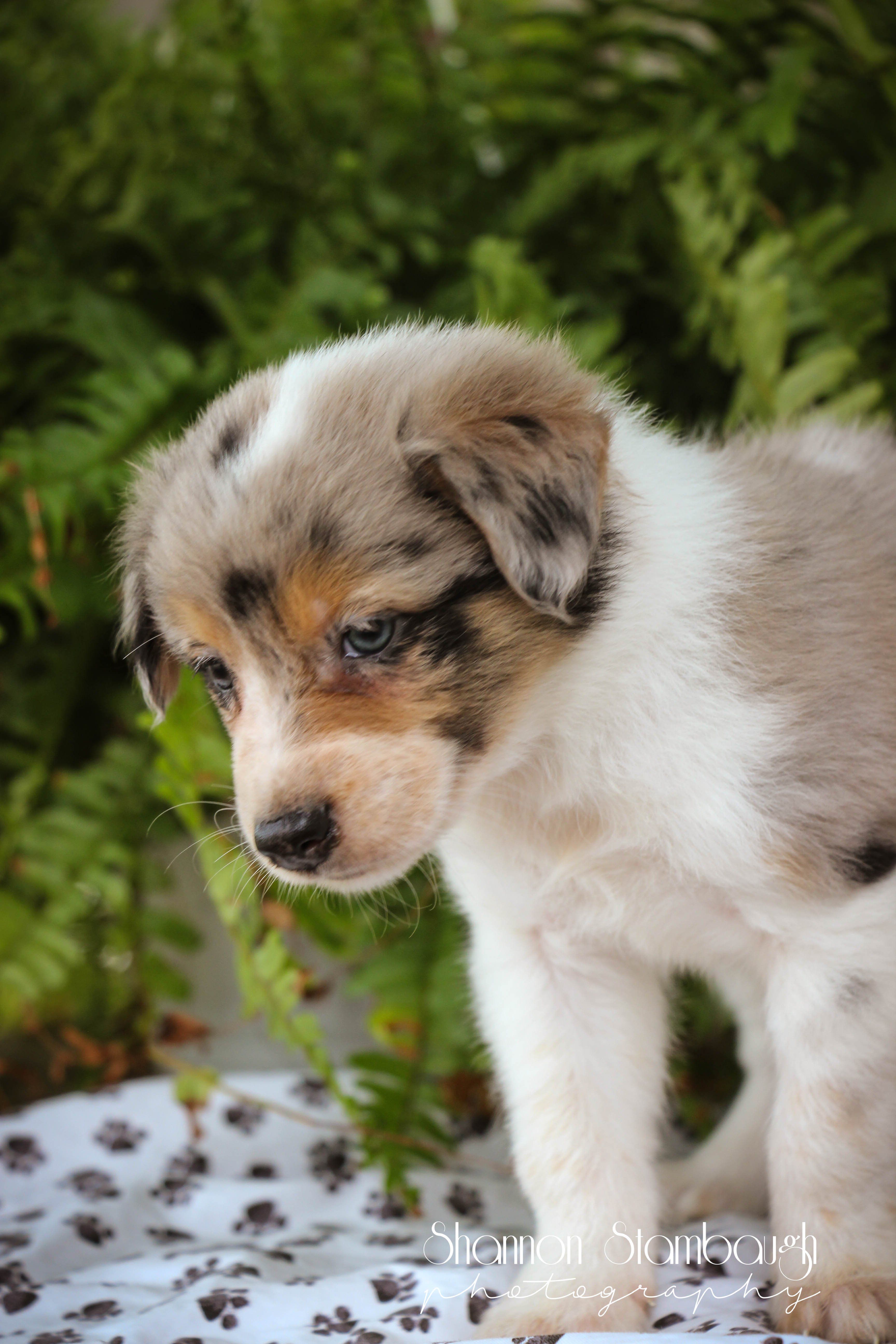 Australian Shepherd