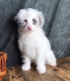 Mini Aussiepoo