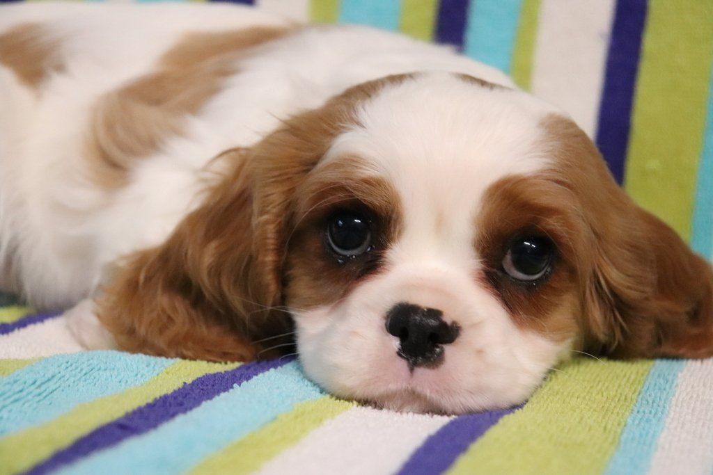 Cavalier King Charles Spaniel Puppies For Sale