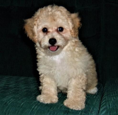 Yorkiepoo