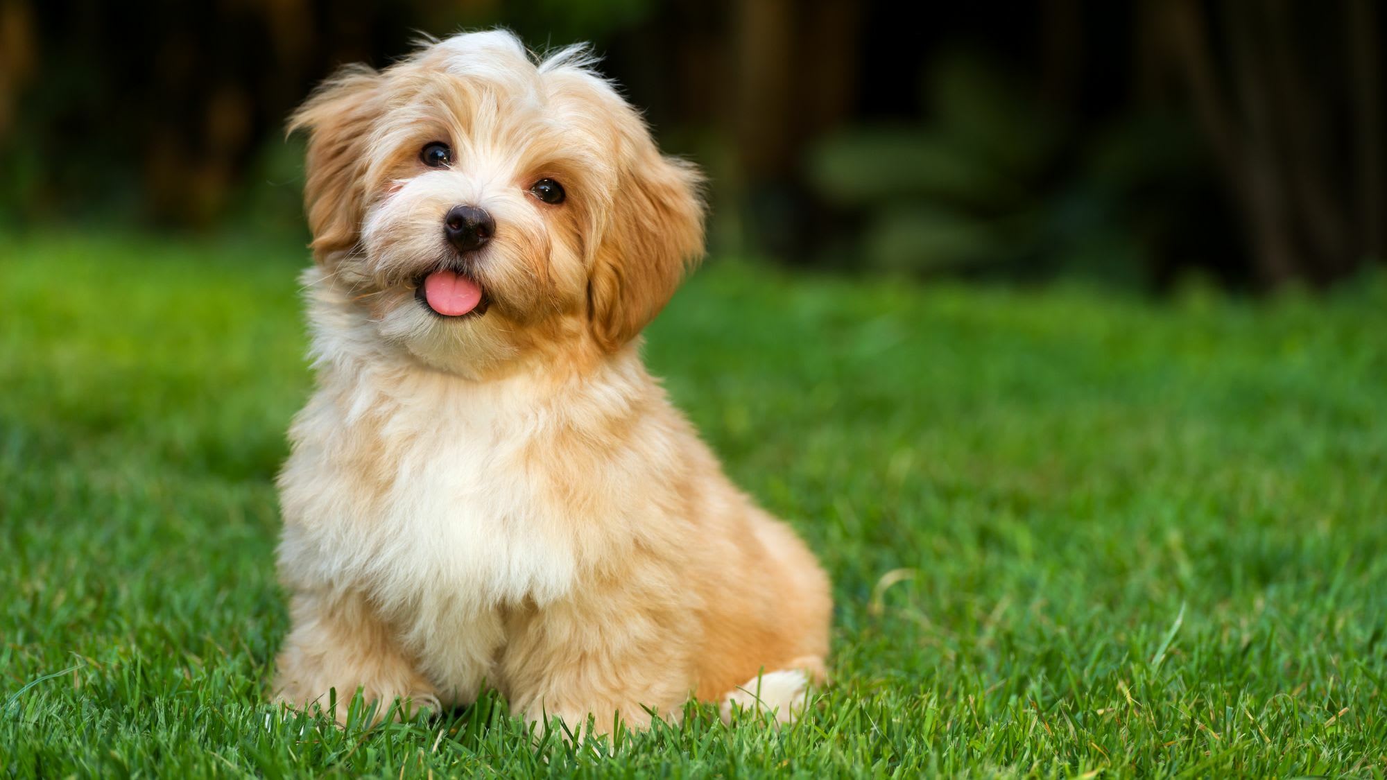 Havanese