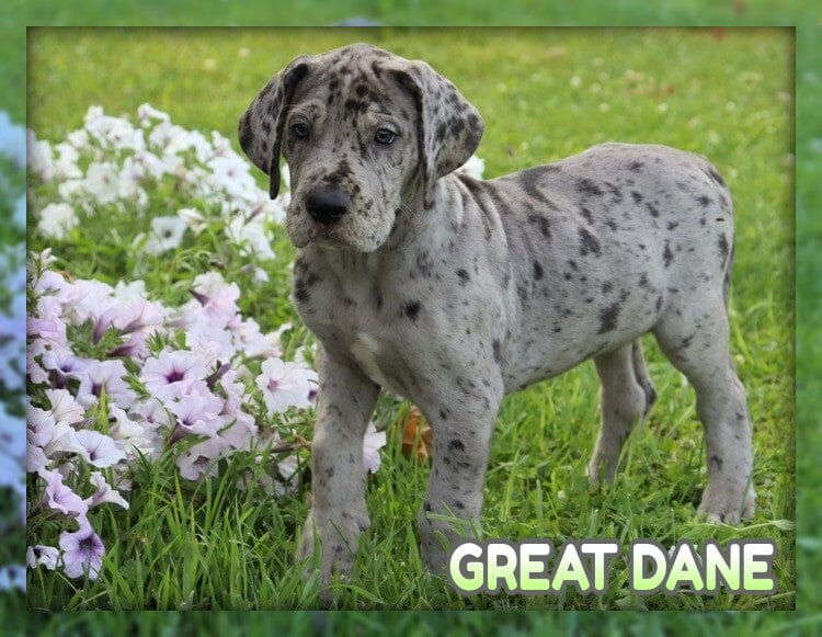 Great Dane