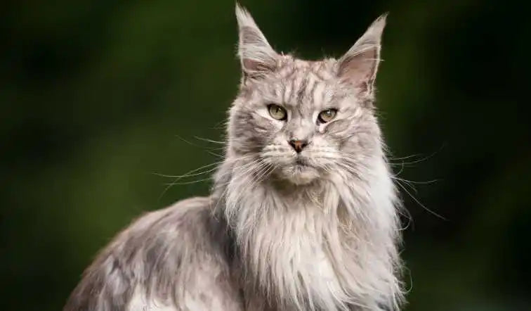 Maine Coon
