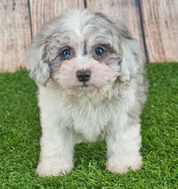 Maltipoo