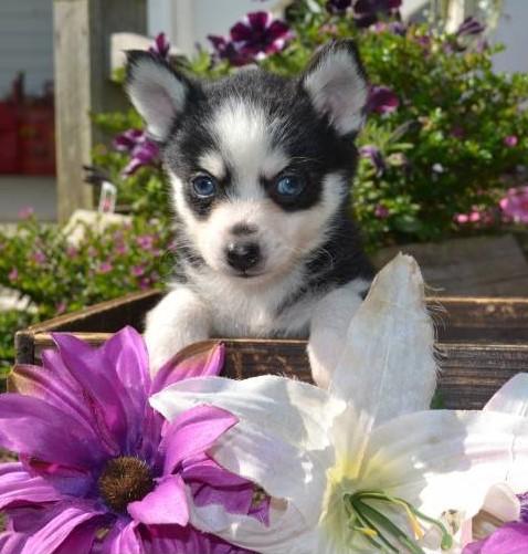 Pomsky