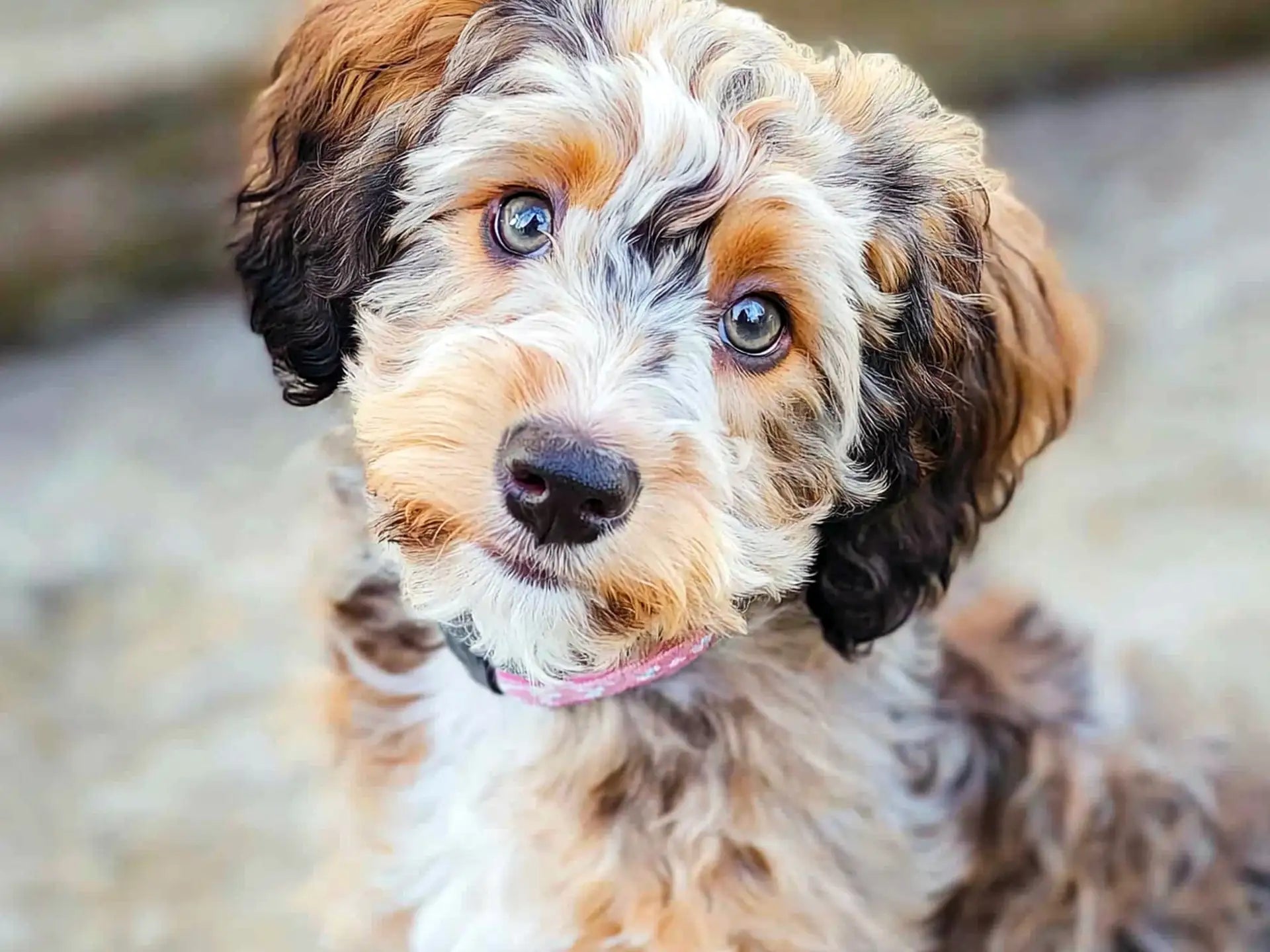 Mini Aussiepoo