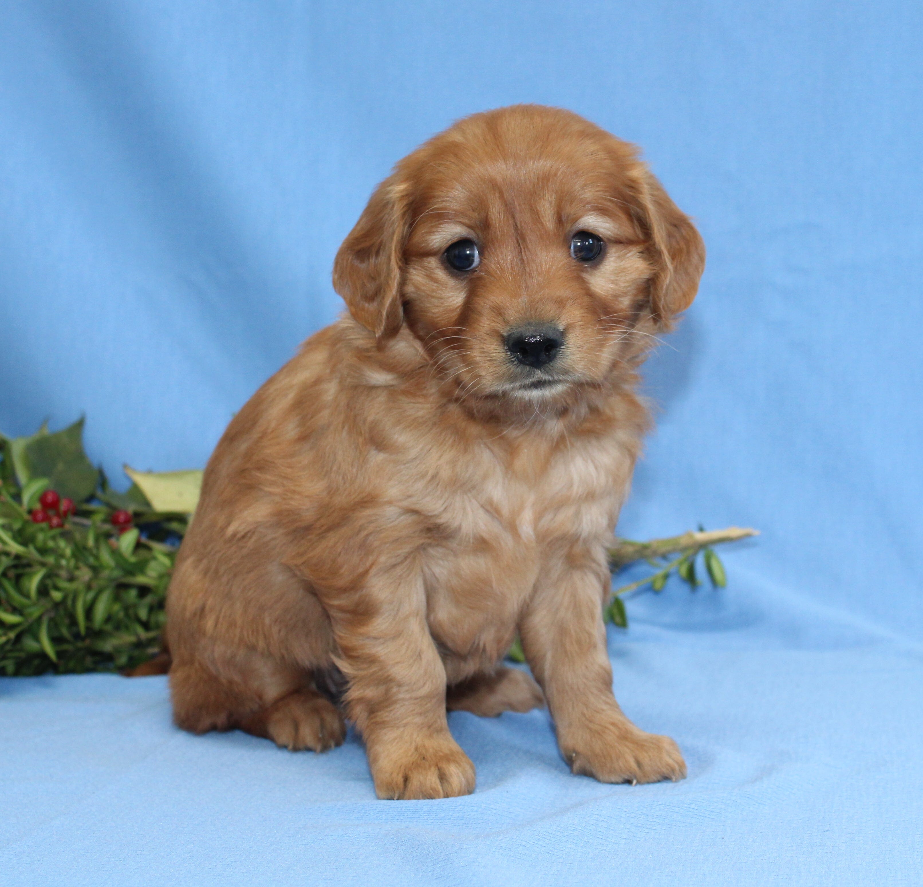 Mini Golden Retriever