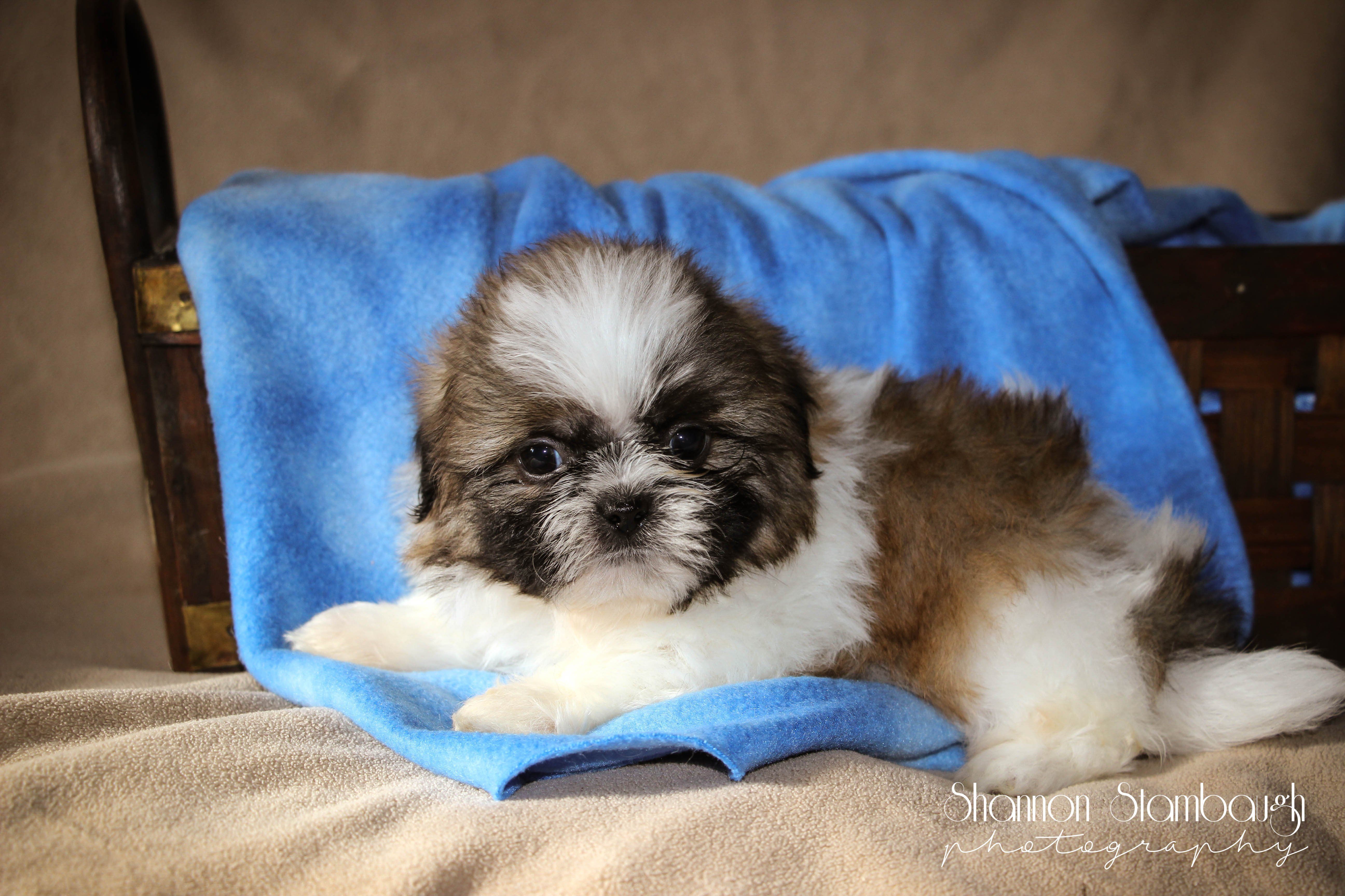 Shihtzu