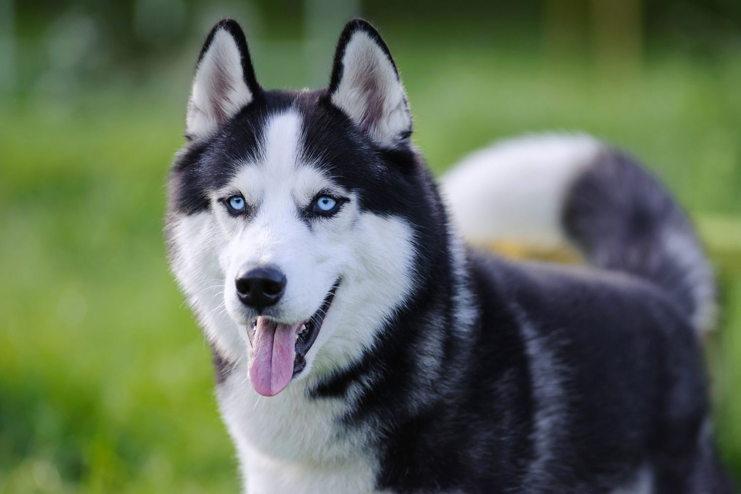 Siberian Husky