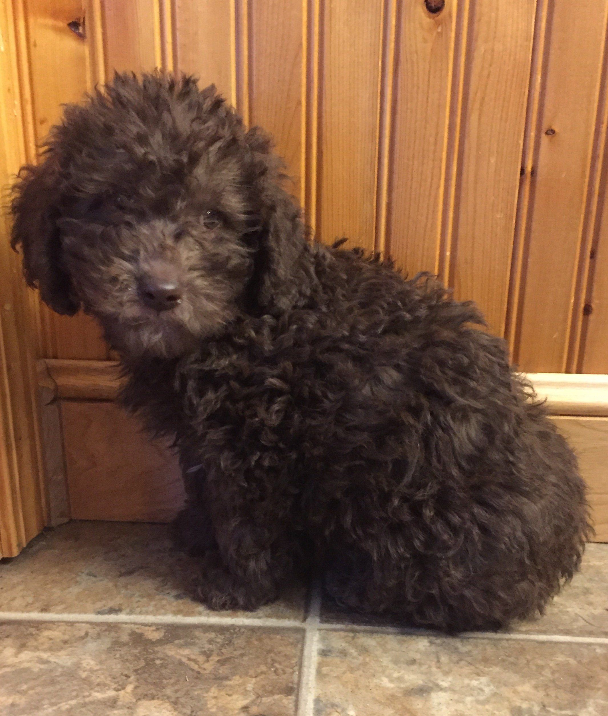 Mini Labradoodle