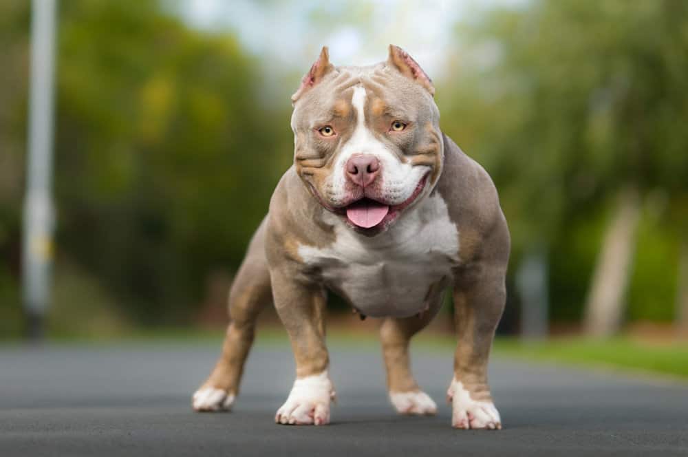 American Pocket Bully