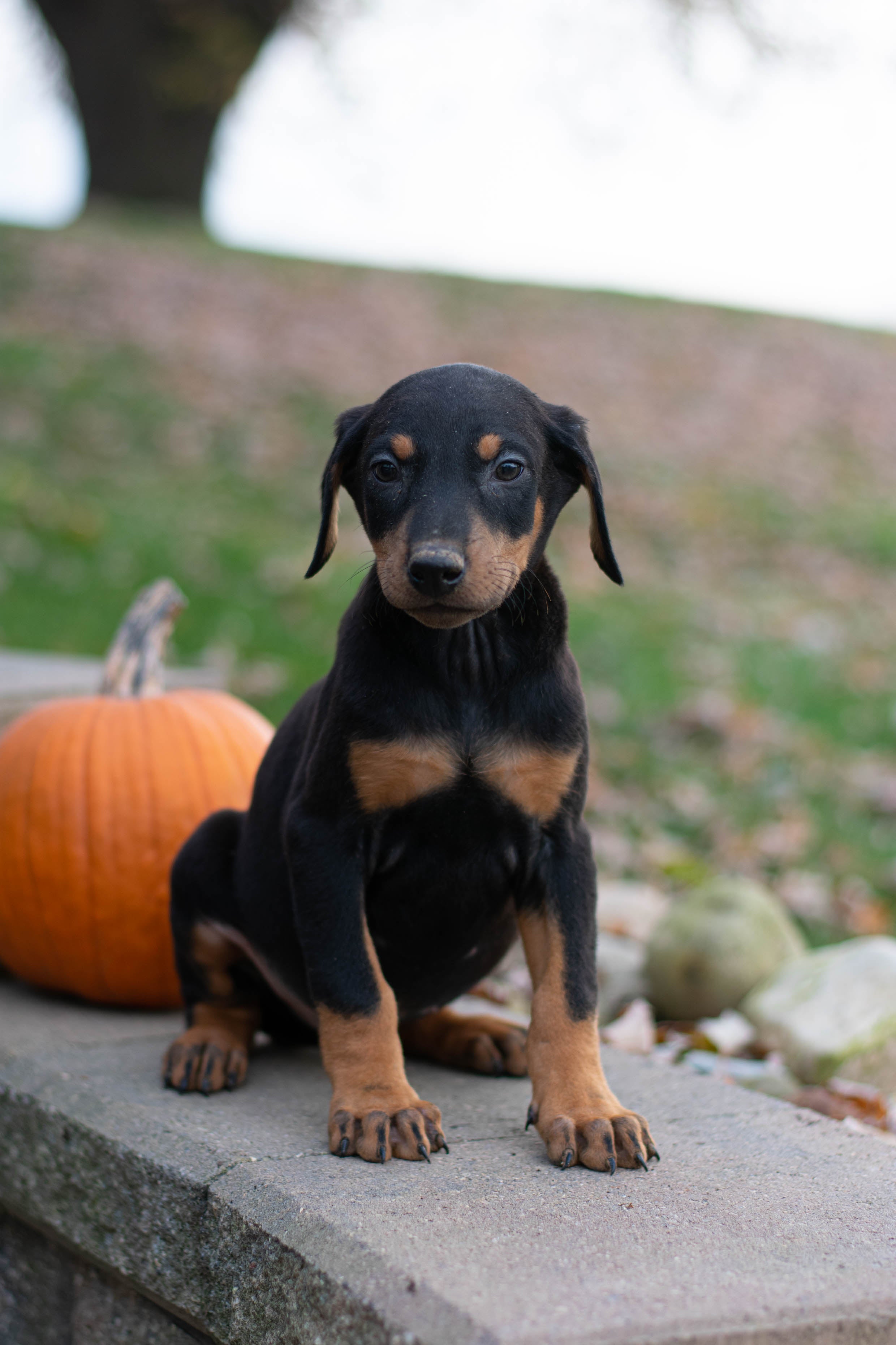 Doberman Pinscher