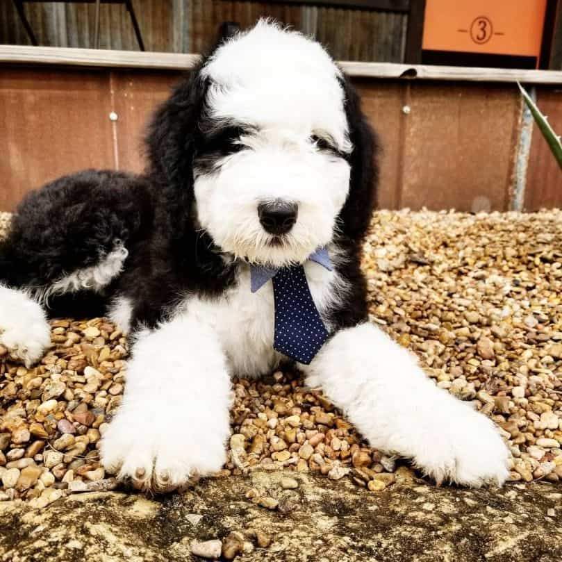 Mini Sheepadoodle