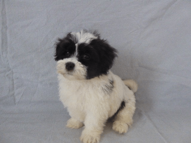 Havanese