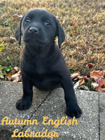 Autumn Female AKC English Labrador Retriever $899