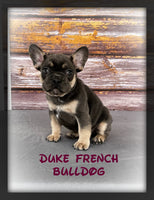 Duke Male AKC French Bulldog $1595