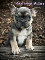 Pearl Female AKC French Bulldog $1595