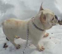 Milo Male AKC French Bulldog 450