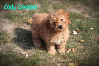 Cody Male F1B Cavapoo $400