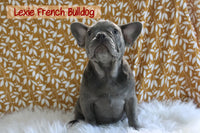 Lexie Female AKC French Bulldog $1400