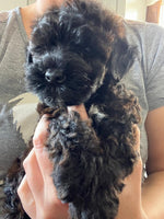 Milo Male Yorkipoo $500