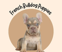 Sasha AKC Female French Bulldog $1750