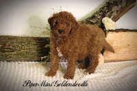 Piper Female F1B Mini Goldendoodle $795