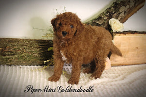 Mini Goldendoodle