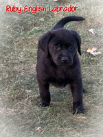 Ruby Female AKC English Labrador Retriever $899