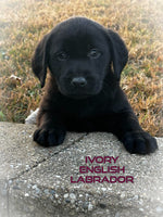 Ivory Female AKC English Labrador Retriever $899