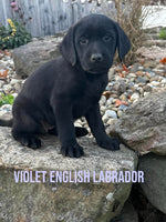 Violet Female AKC English Labrador Retriever $899