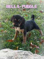 Bella Female Puggle $750