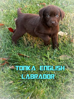 Tonka Male AKC English Labrador Retriever $899