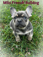 Milo Male AKC French Bulldog $1595