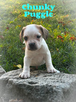 Chunky Male Puggle $750