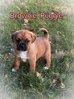 Brownie Male Puggle $750