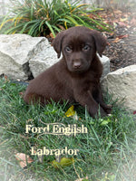 Ford Male AKC English Labrador Retriever $899