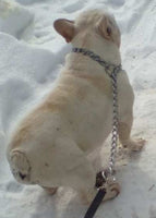 Milo Male AKC French Bulldog 450