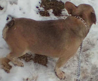 Violet Female AKC French Bulldog $450