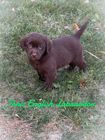 Tonic Female AKC English Labrador Retriever $899