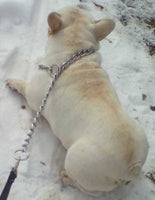 Milo Male AKC French Bulldog 450