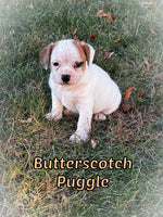 Butterscotch Female Puggle $750