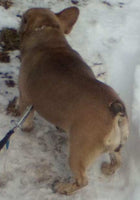 Violet Female AKC French Bulldog $450