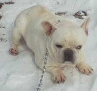 Milo Male AKC French Bulldog 450