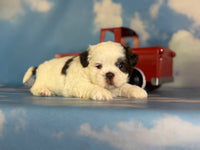 Snickers Male ACA Shihtzu $985