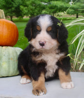 Theo Male AKC Bernese Mountain Dog $1800