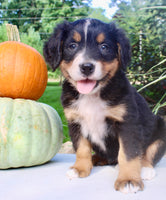 Lucy Female AKC Bernese Mountain Dog $1800