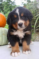 Chad Male AKC Bernese Mountain Dog $1800