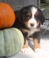Lexi Female AKC Bernese Mountain Dog $2000