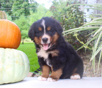Chad Male AKC Bernese Mountain Dog $1800